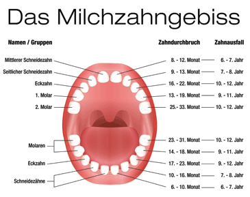 Milchzähne als erwachsener noch Wackelzahnpubertät: Das